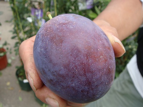 プルーン　プレジデント の果実