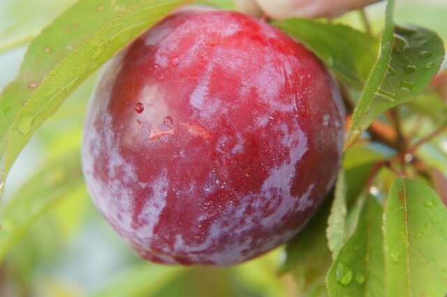 プラム・スモモ 太陽 1