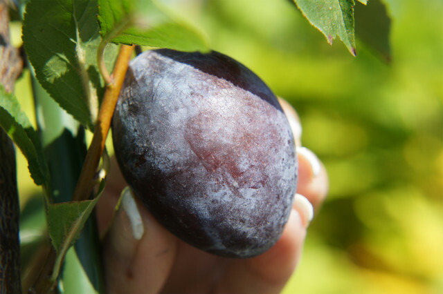 プラム・スモモ サンプルーン 1