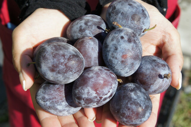 プラム・スモモ サンプルーン 