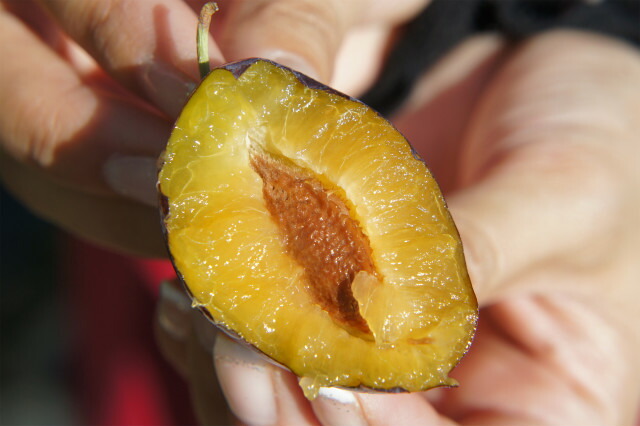 プラム・スモモ サンプルーン 2