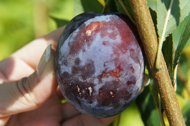 プラム・スモモ スタンレイ 1