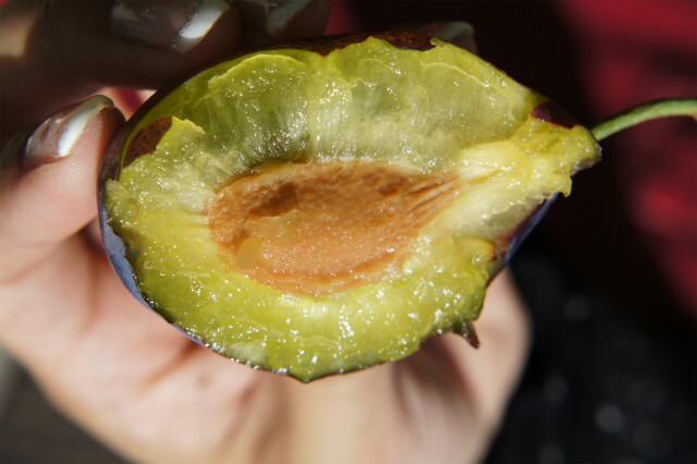 プラム・スモモ  2