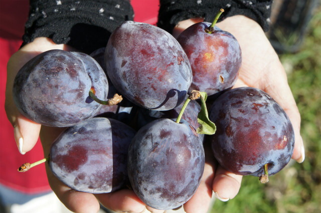 プルーン スタンレイ 