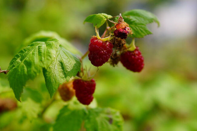 ラズベリー マリージェーン 2