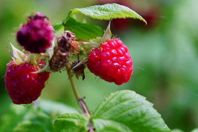 ラズベリー マリージェーン 