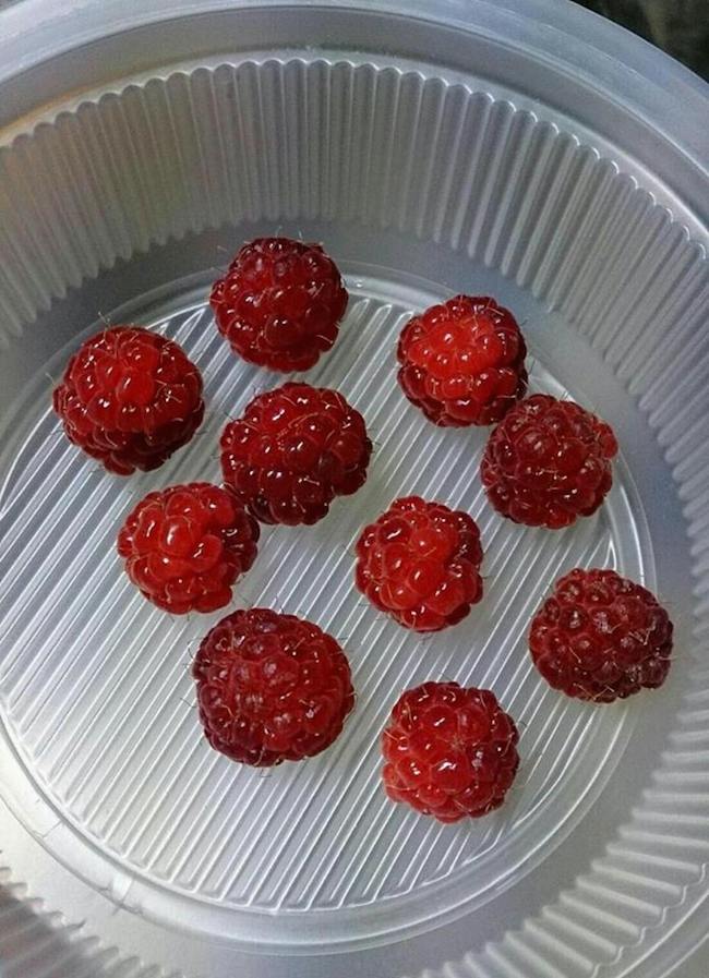 ラズベリー キイチゴ 2