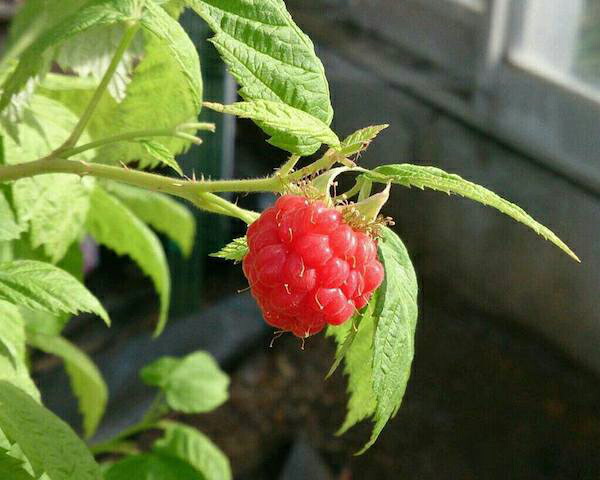 ラズベリー キイチゴ 