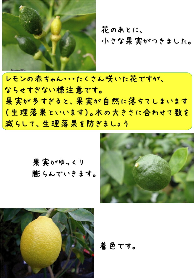 柑橘4年生　幼果つき　リスボンレモン接木苗／樹高130センチ　現品撮影 柑橘4年生 幼果つき リスボンレモン接木苗／樹高130センチ 現品撮影