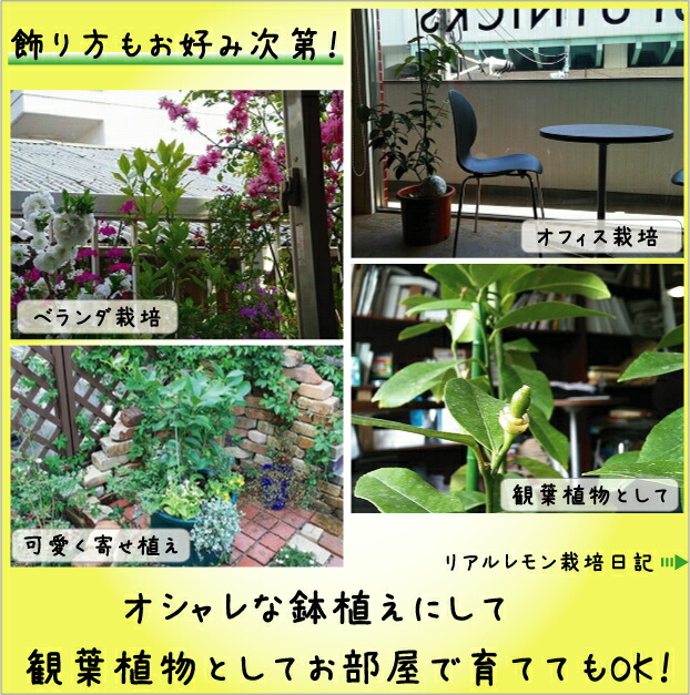 柑橘 アレンユーレカ 6