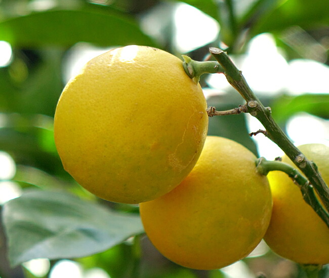 柑橘 マイヤーレモン 3