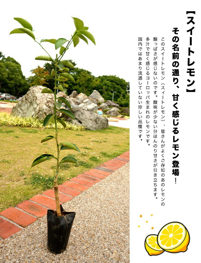 柑橘 スイートレモン 1