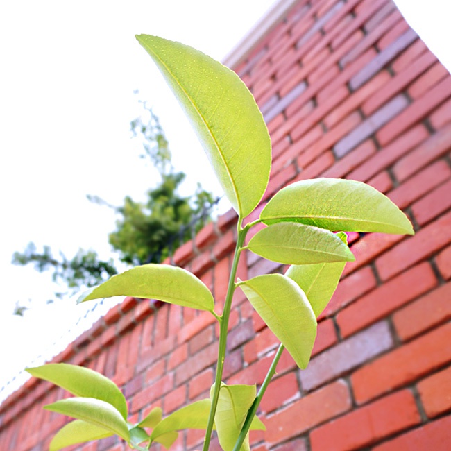 柑橘 スイートレモン 3