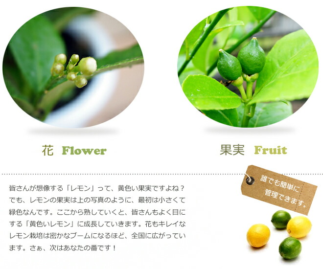 柑橘 レモン とげなしリスボンレモン 苗 販売 苗木部 By 花ひろば