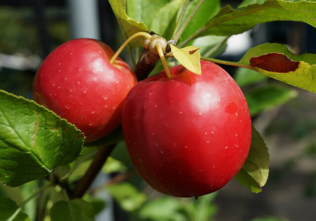 アルプス乙女の実 2