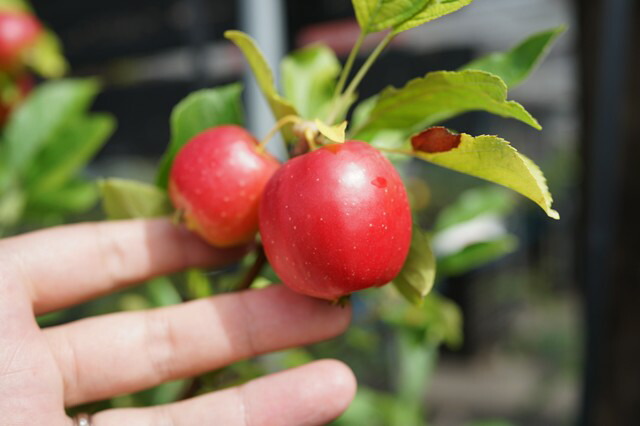アルプス乙女の実 