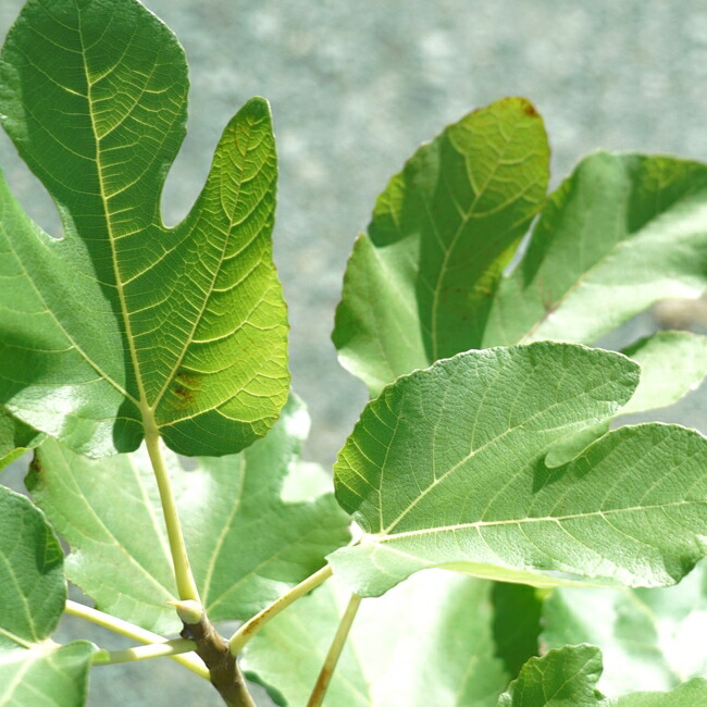 イチジク ロードス 1