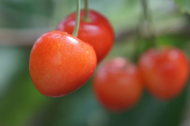 サクランボ 暖地サクランボ 2