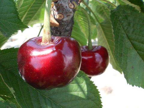 サクランボ 大実サミット 