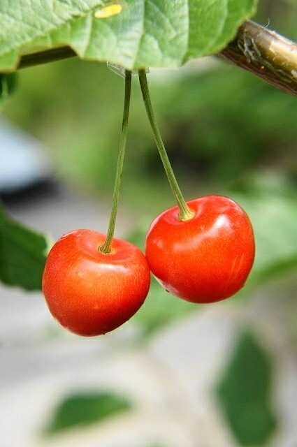 サクランボ 佐藤錦 苗 販売 苗木部 By 花ひろばオンライン