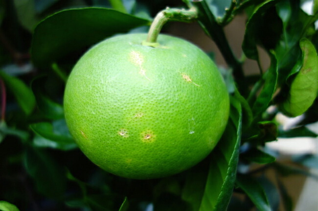 柑橘 スイーティー 3