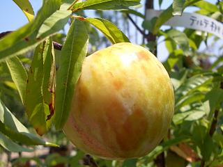 プラム・スモモ プラム井上 2