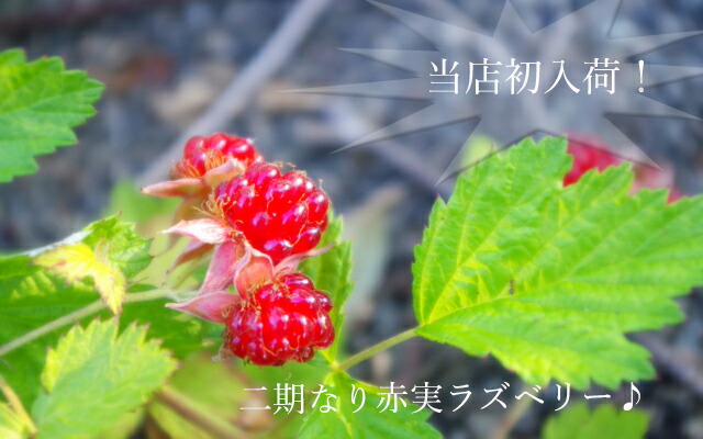 ラズベリー スタンザ 