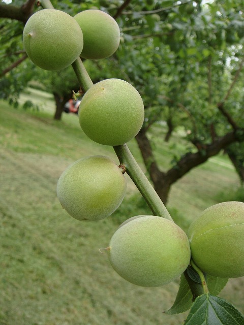 ウメ 花香実 