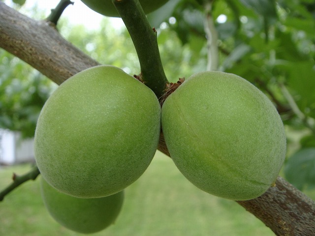 ウメ 改良内田 3