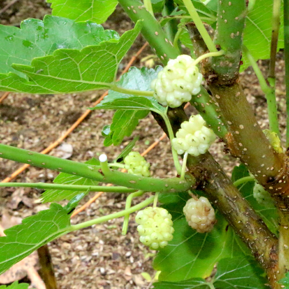 桑（マルベリー） ホワイトベリー 苗 通販 苗木部 By 花ひろばオンライン