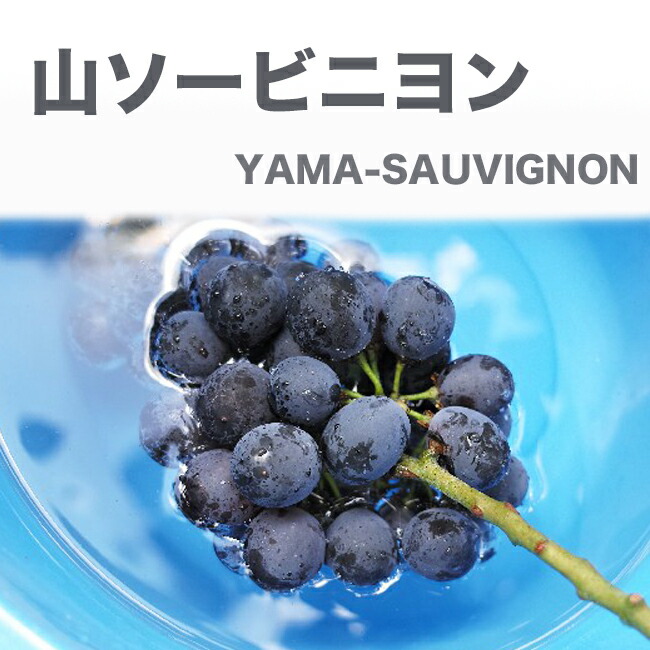 ブドウ ヤマソービニオン 3