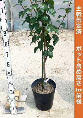 梨 赤ナシ なるみ 苗 植え方 苗木部 By 花ひろばオンライン