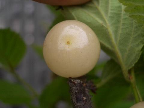 ユスラウメ 白実ユスラウメ 