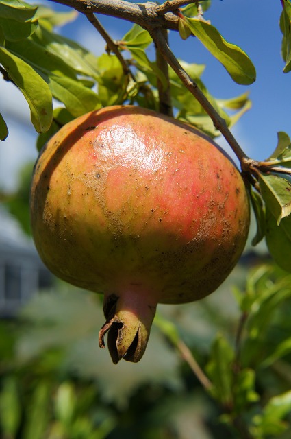 ザクロ 大実日本甘ザクロ 
