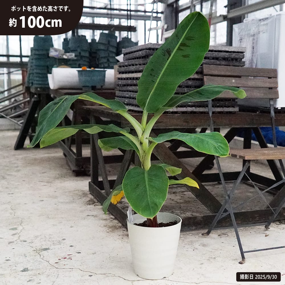 バナナ 矮性 三尺バナナ 苗 おすすめ 苗木部 By 花ひろばオンライン