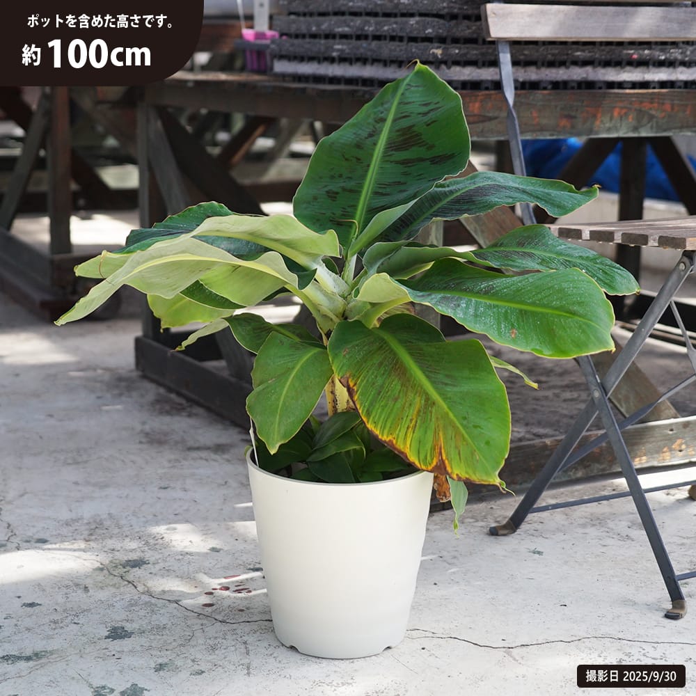 バナナ 矮性 ドワーフモンキーバナナ 苗 育て方 苗木部 By 花ひろば