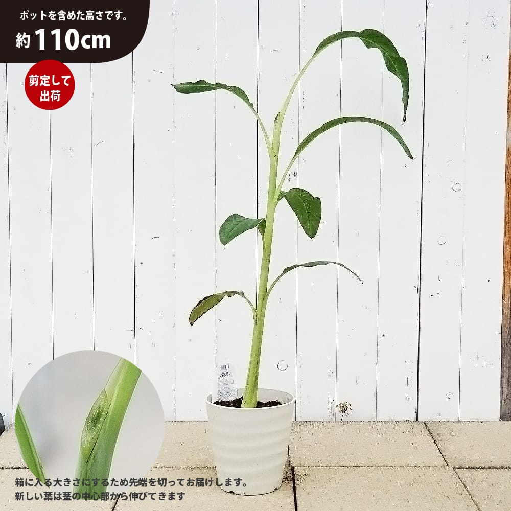 アイスクリームブルーバナナ 苗 おすすめ 苗木部 By 花ひろばオンライン