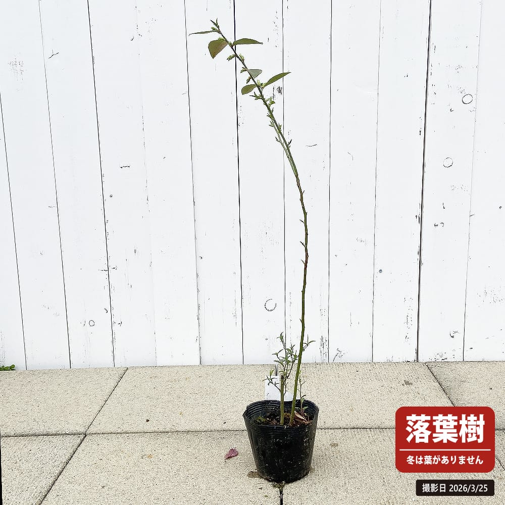 bb-rb011-02-70cm.jpg