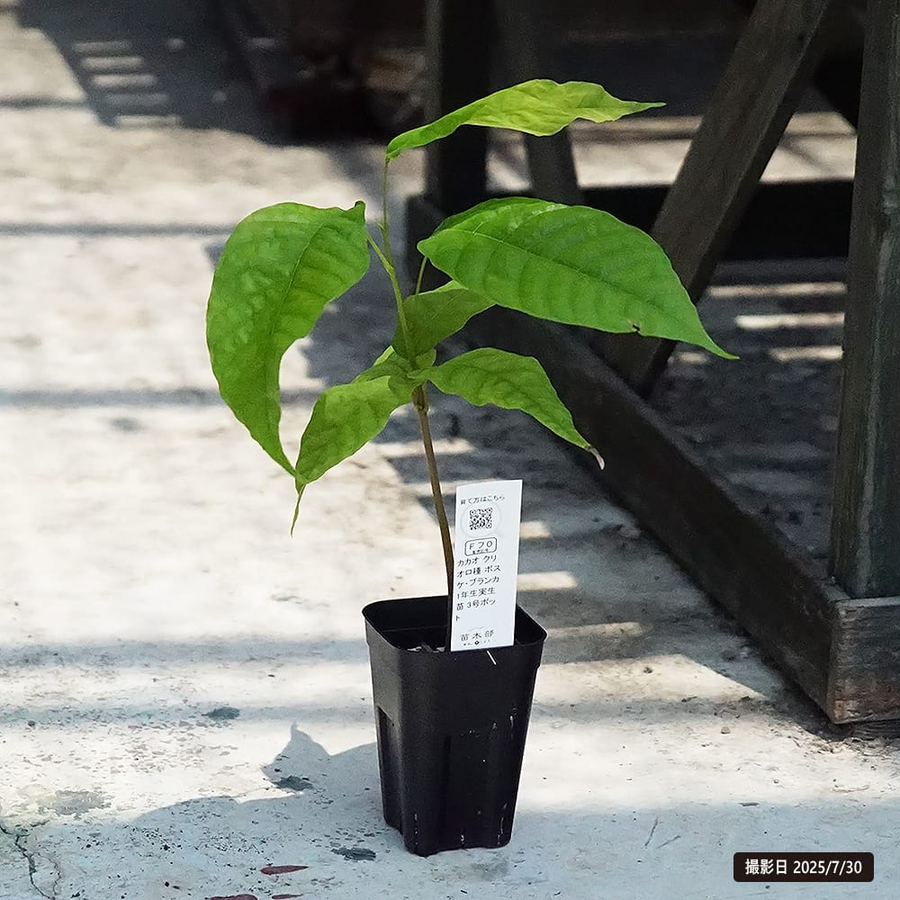 カカオ クリオロ種 ボスケ ブランカ 苗 販売 苗木部 By 花ひろばオンライン