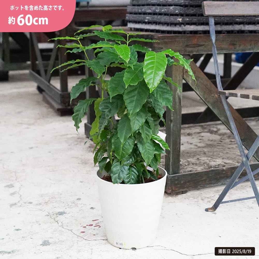 コーヒーノキ ブルーマウンテン 苗 販売 苗木部 By 花ひろばオンライン