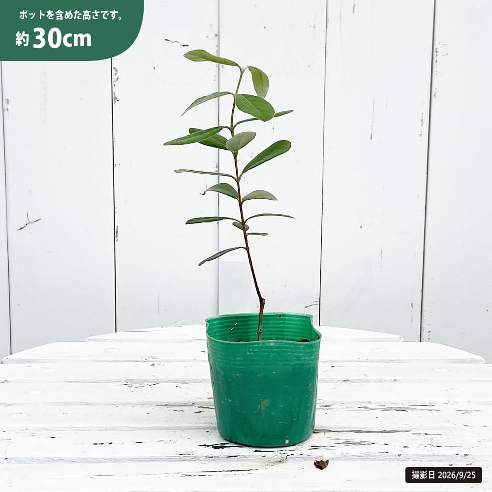 フェイジョア マリアン 苗 育て方 苗木部 By 花ひろばオンライン