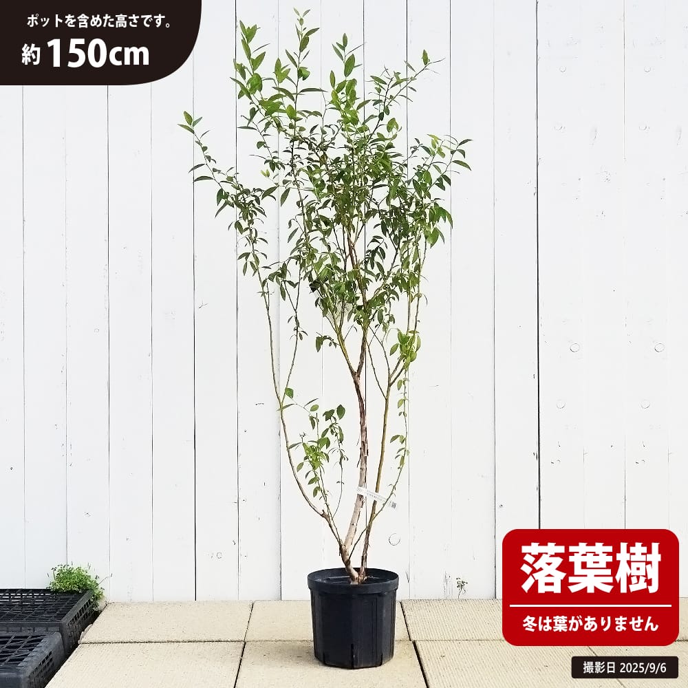 ブルーベリー ハイブリッド系 ピンクレモネード 苗 おすすめ 苗木部