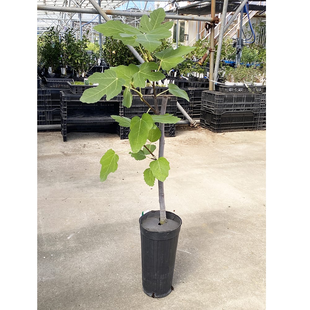 イチジク 夏秋兼用種 姫蓬莱 苗 おすすめ 苗木部 By 花ひろばオンライン