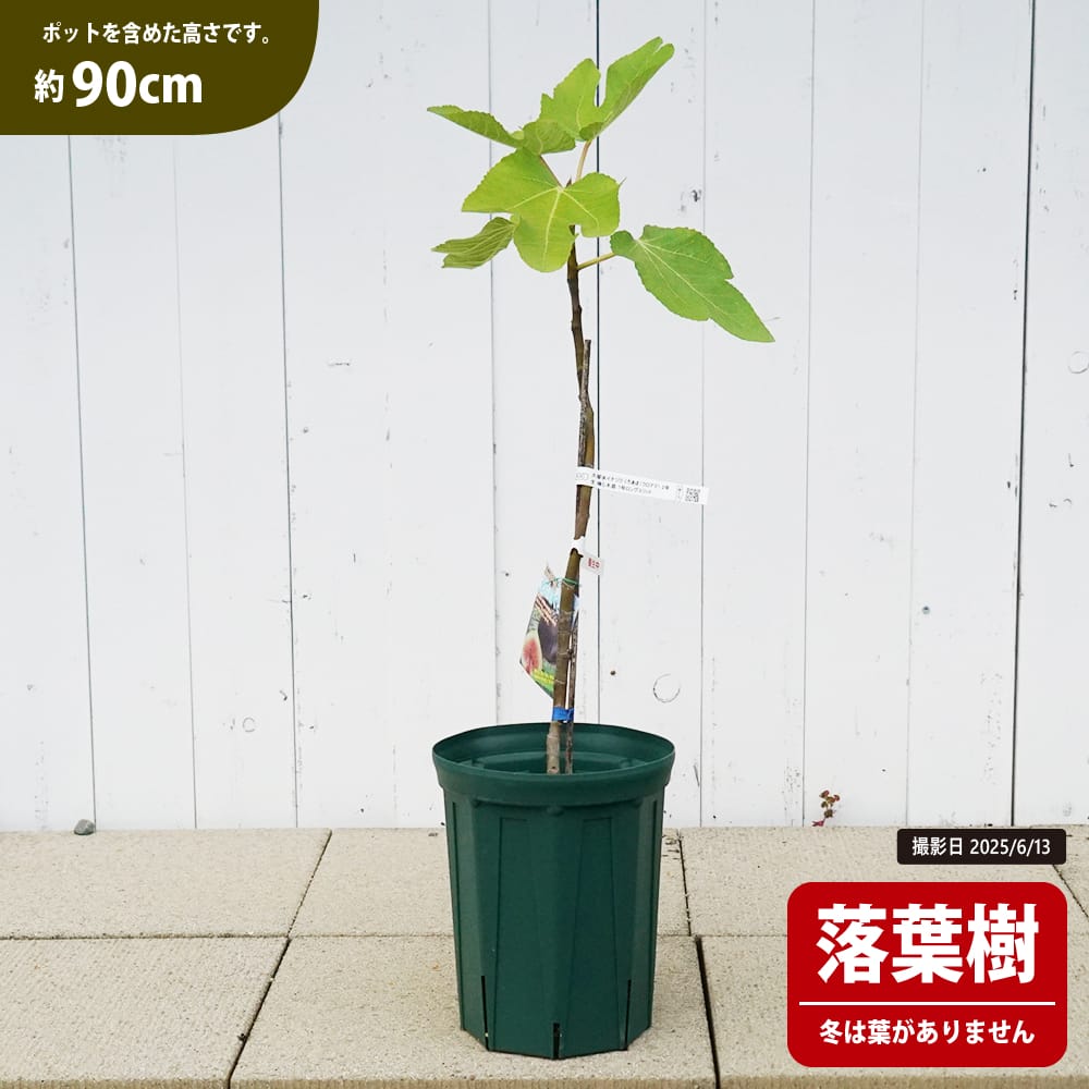 イチジク 久留米くろあま 苗 おすすめ 苗木部 By 花ひろばオンライン