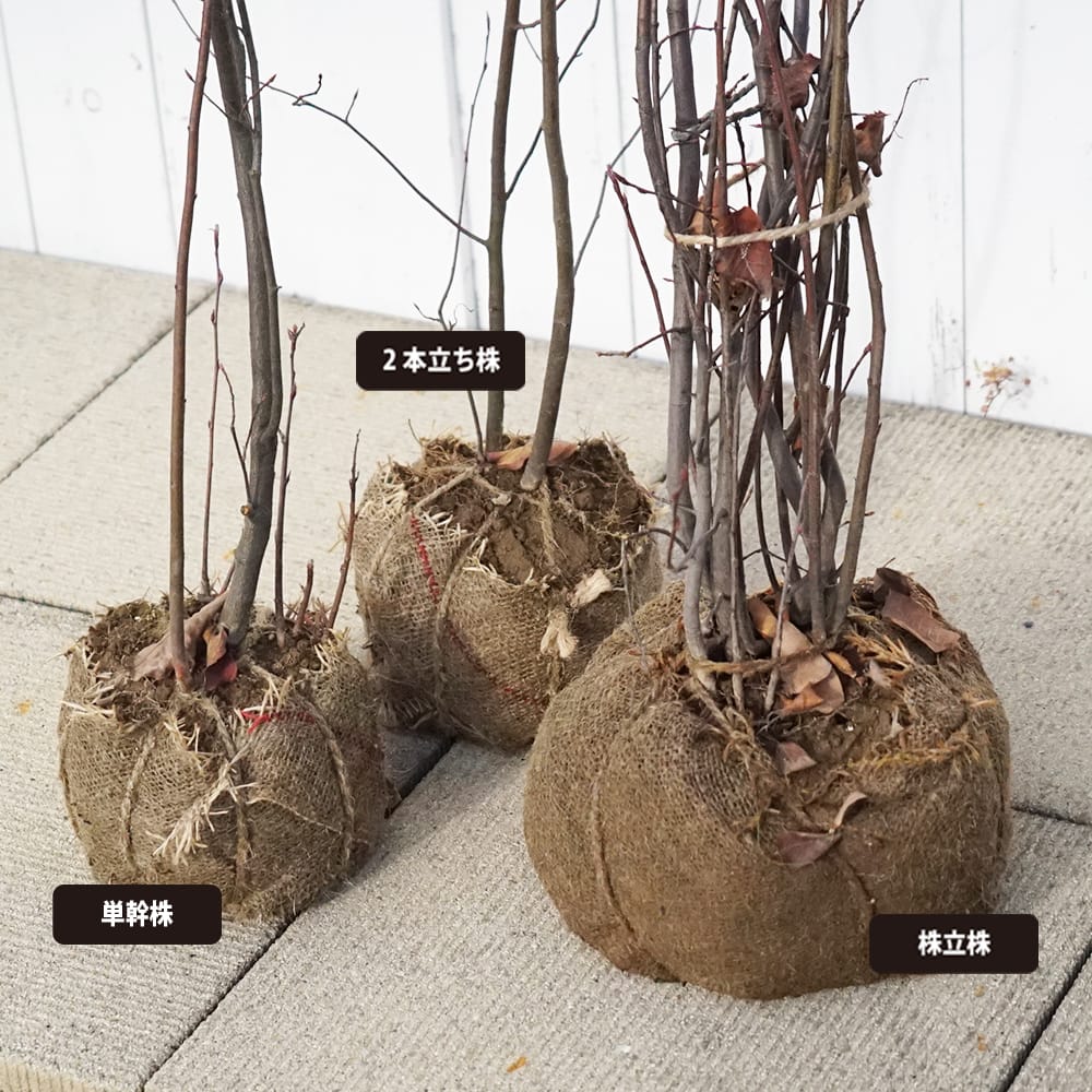 ジューンベリー 実生 苗 おすすめ 苗木部 By 花ひろばオンライン