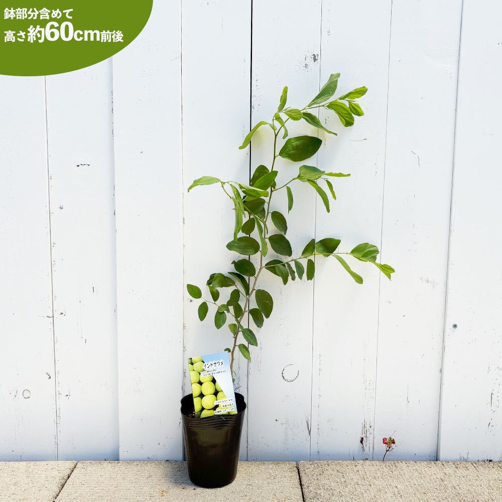 ナツメ インドナツメ 苗 販売 苗木部 By 花ひろばオンライン