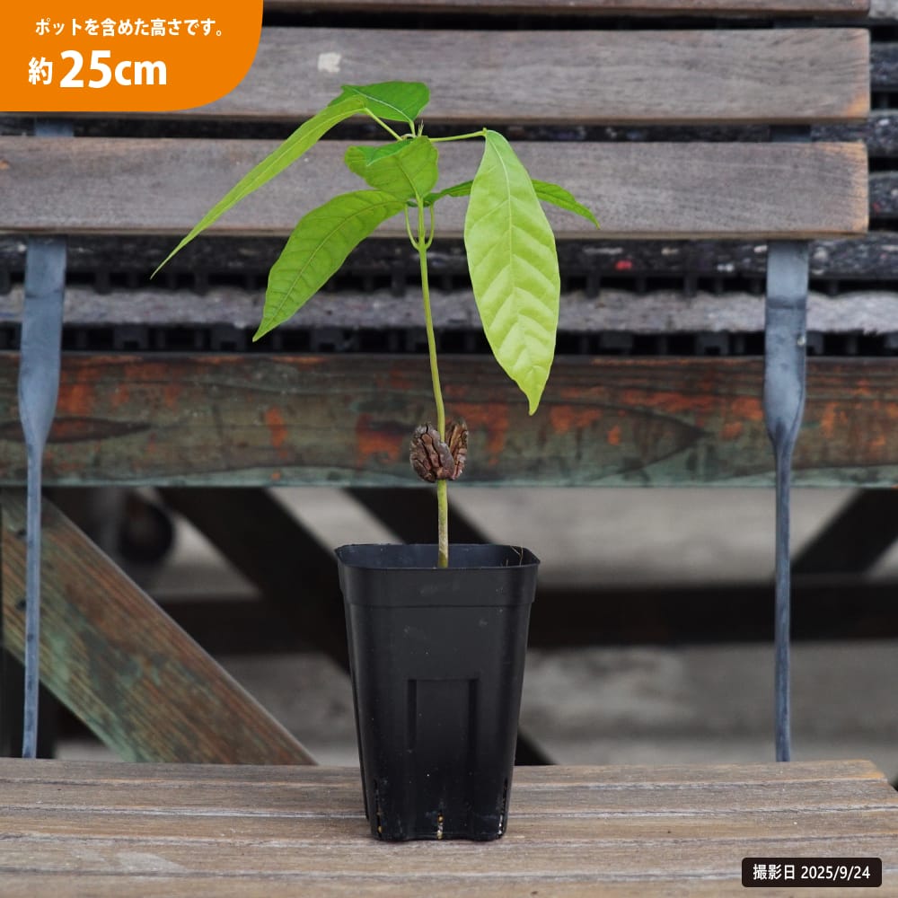 カカオ フォラステロ ナシオナル 苗 販売 苗木部 By 花ひろばオンライン