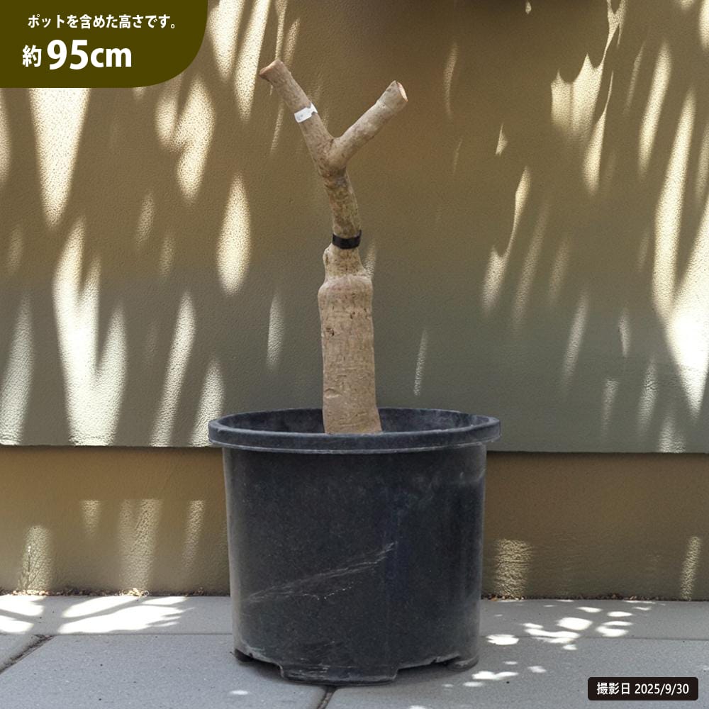 マンゴー キーツ 苗 通販 苗木部 By 花ひろばオンライン