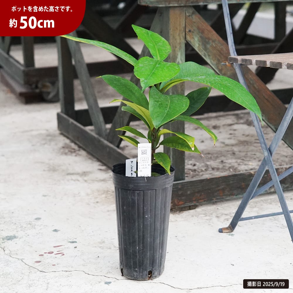 マンゴスチン 苗 販売 苗木部 By 花ひろばオンライン