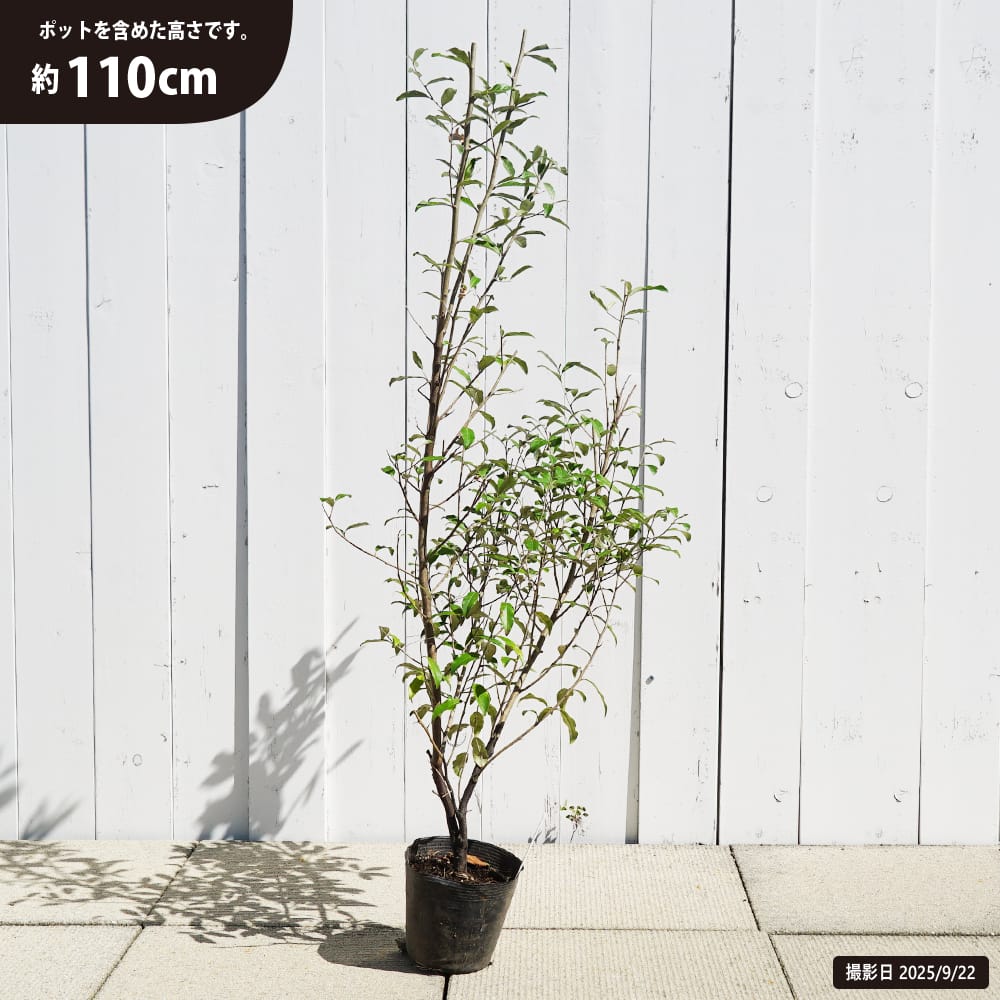ロシアンオリーブ 苗 おすすめ 苗木部 By 花ひろばオンライン